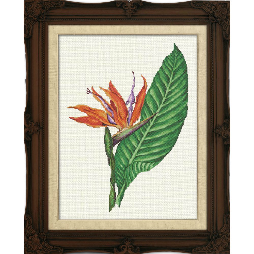 (image for) Bird Of Paradise